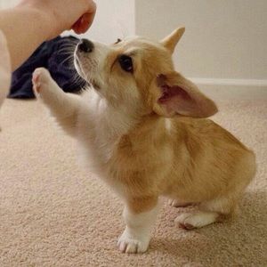 Meet your Posher, Tybee